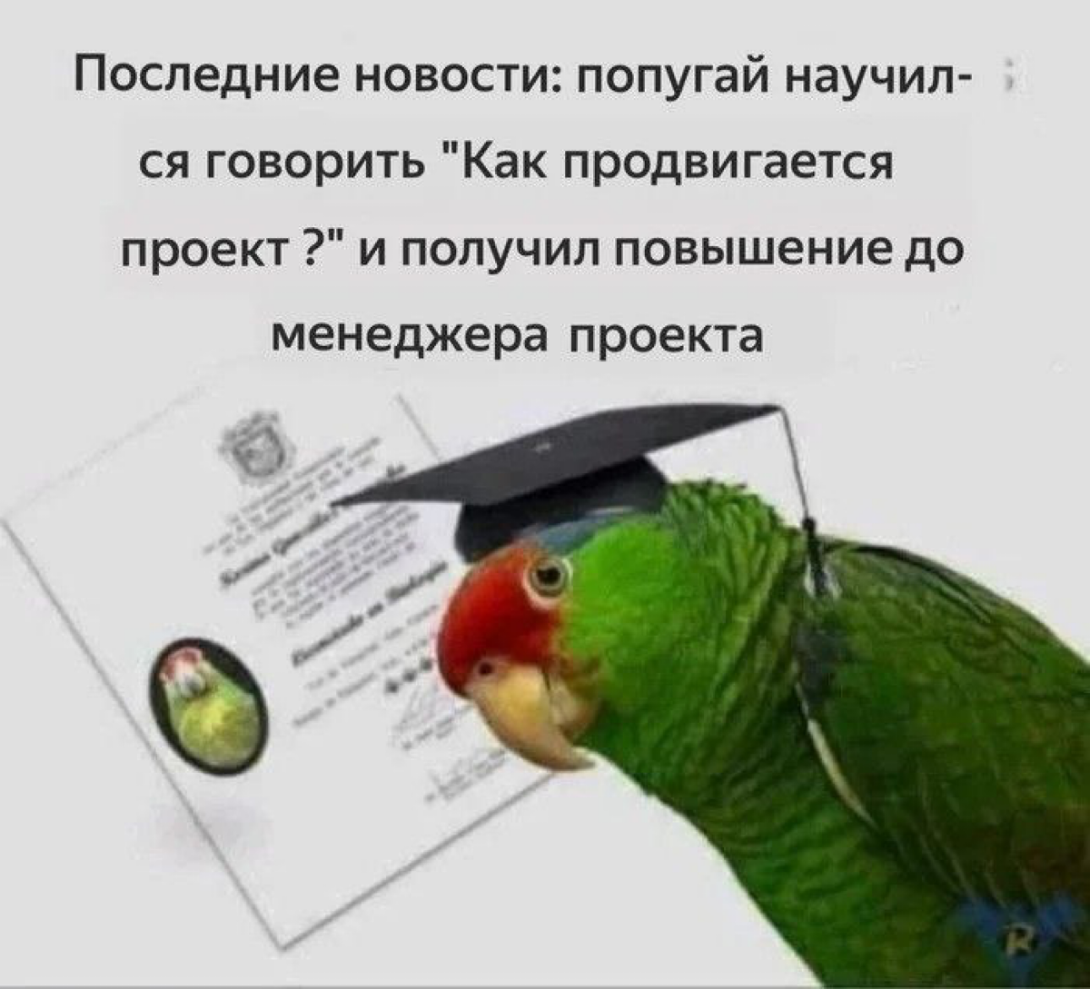 #projectmanagement #career | Сетка — социальная сеть от hh.ru