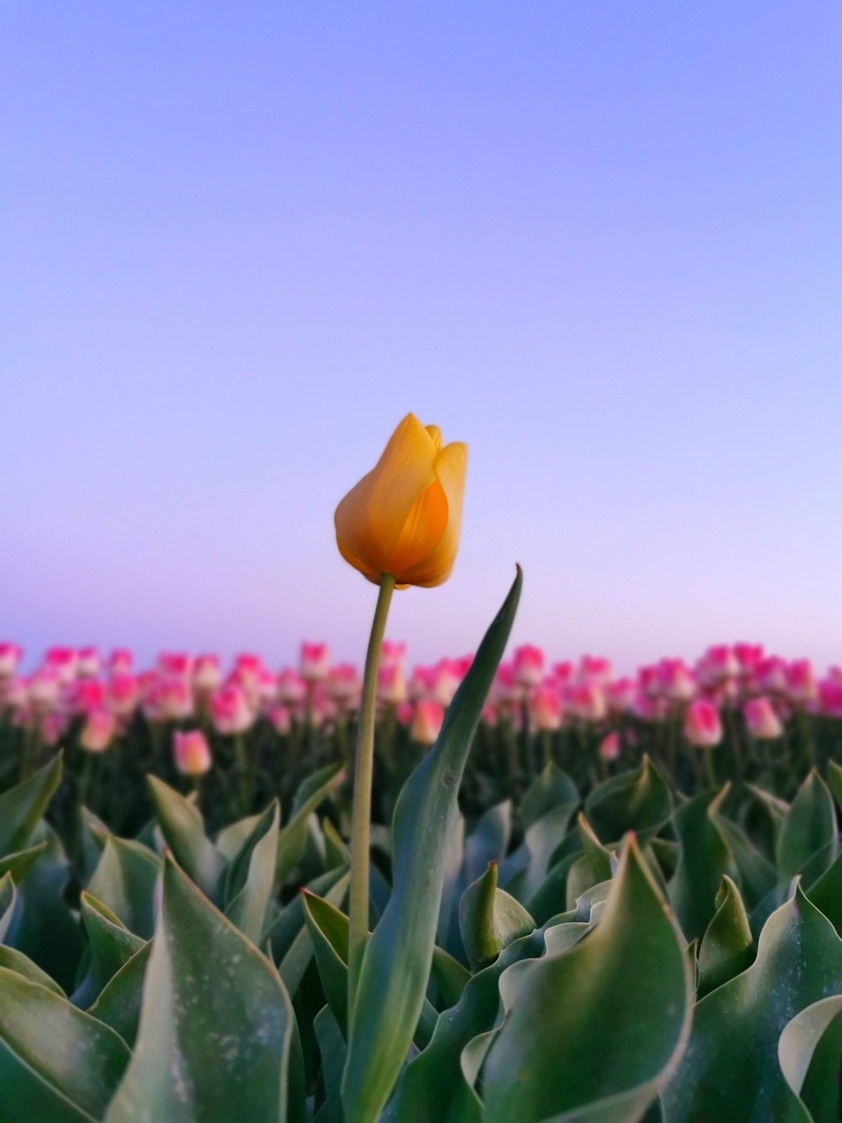 Как не тонуть в море конкурентов? 
Просто твоему бренду нужно свое "секретное оружие".. | Сетка — социальная сеть от hh.ru