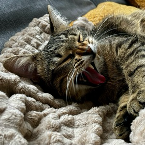 Будущий джун