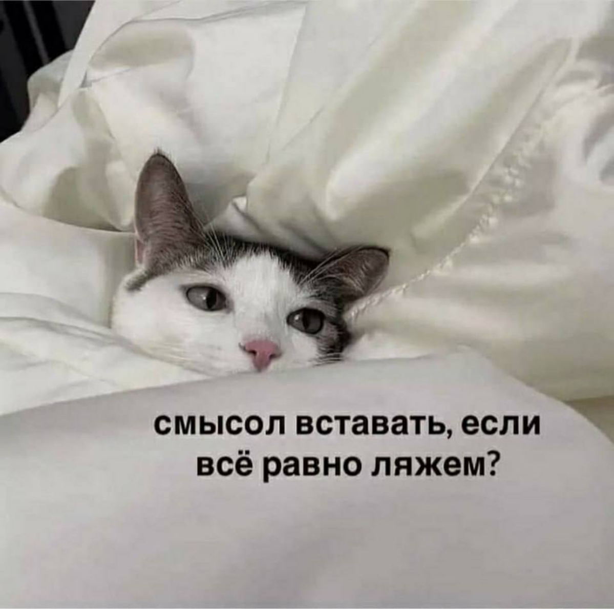 Утра, коллеги. Встали, потянулись, надели футболку и на созвон. | Сетка — социальная сеть от hh.ru