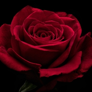 Dmitry Gridnev | Сетка — социальная сеть от hh.ru