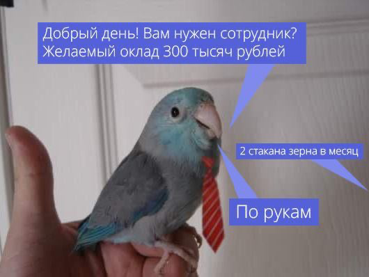 Ну такой птичке как я в самый раз, ну😌😂 | Сетка — социальная сеть от hh.ru