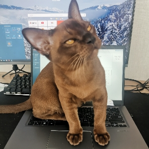 Константин Поспелов | Сетка — социальная сеть от hh.ru