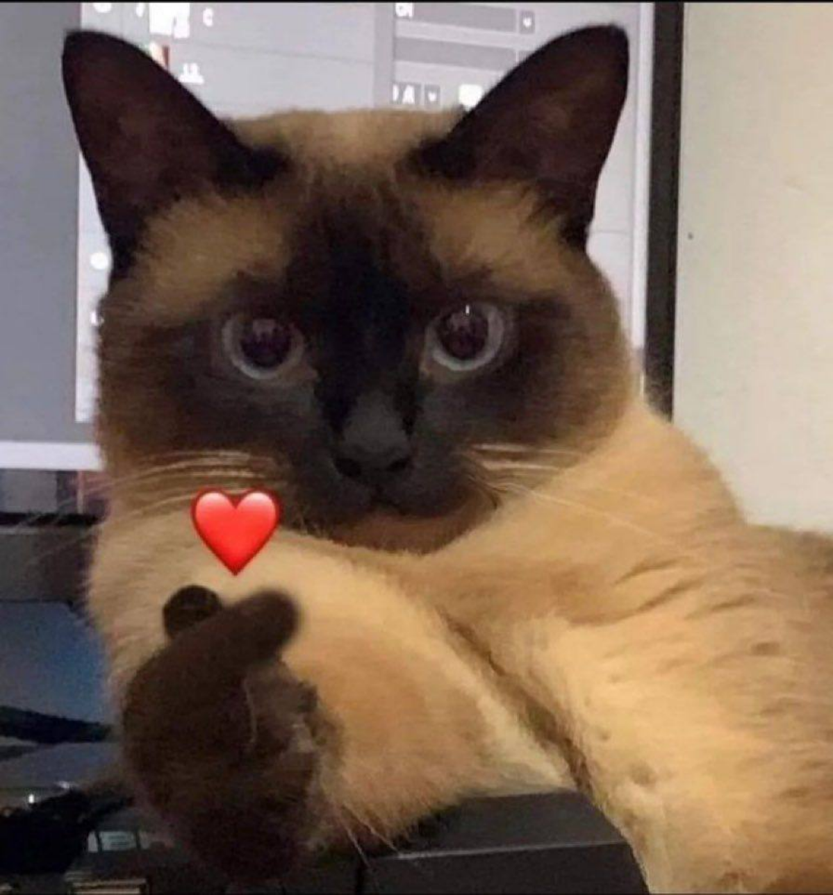 Самый популярный стикер в нашей команде ❤️ #кот | Сетка — социальная сеть от hh.ru
