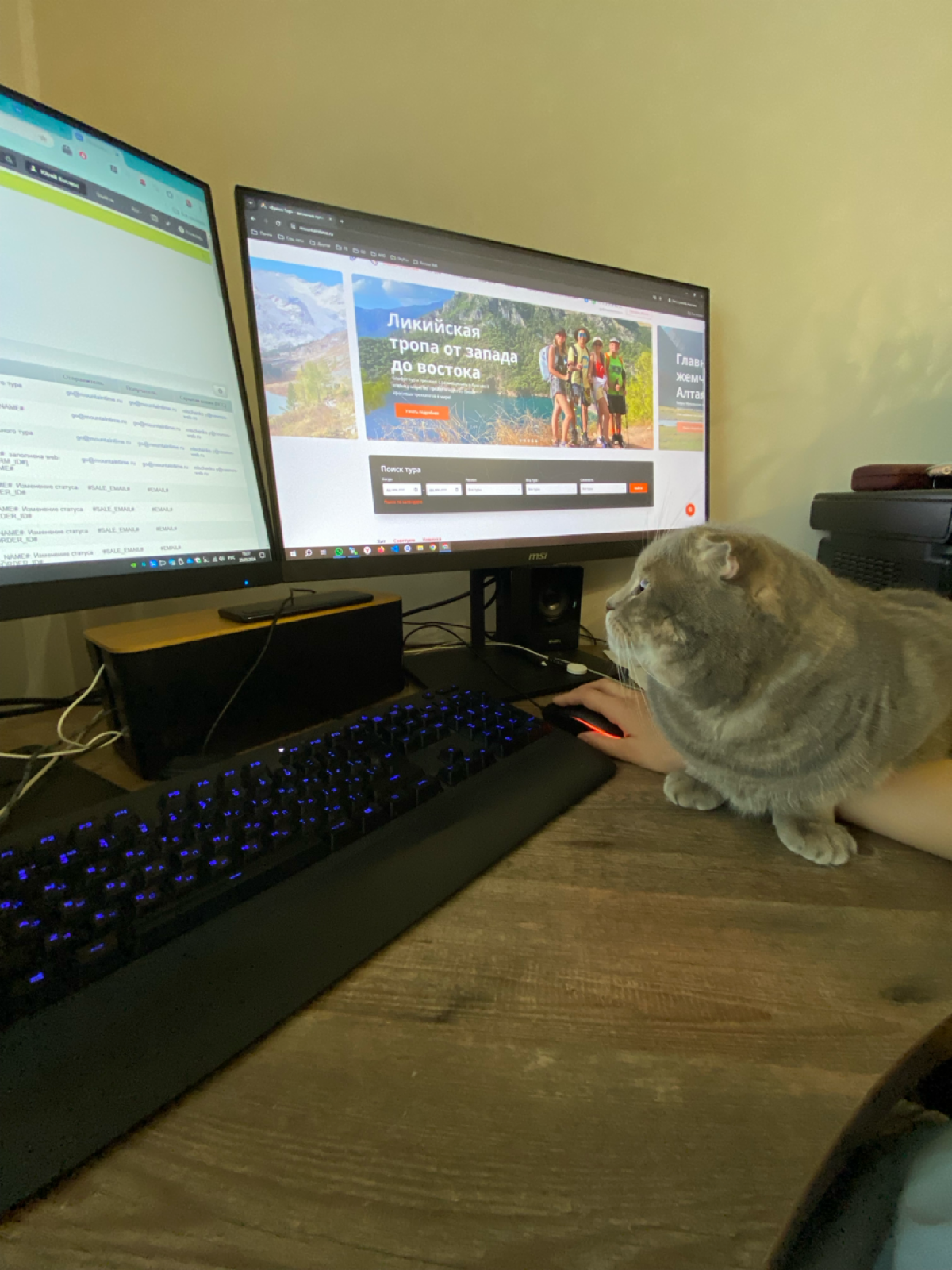 Кото-тесты 🐱 | Сетка — социальная сеть от hh.ru