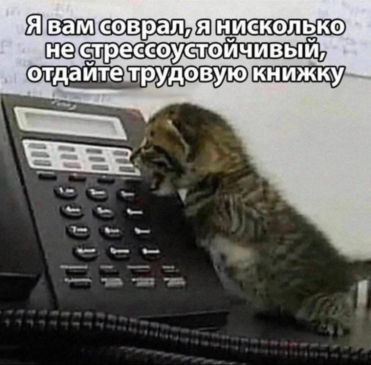 Мем #10 | Сетка — социальная сеть от hh.ru