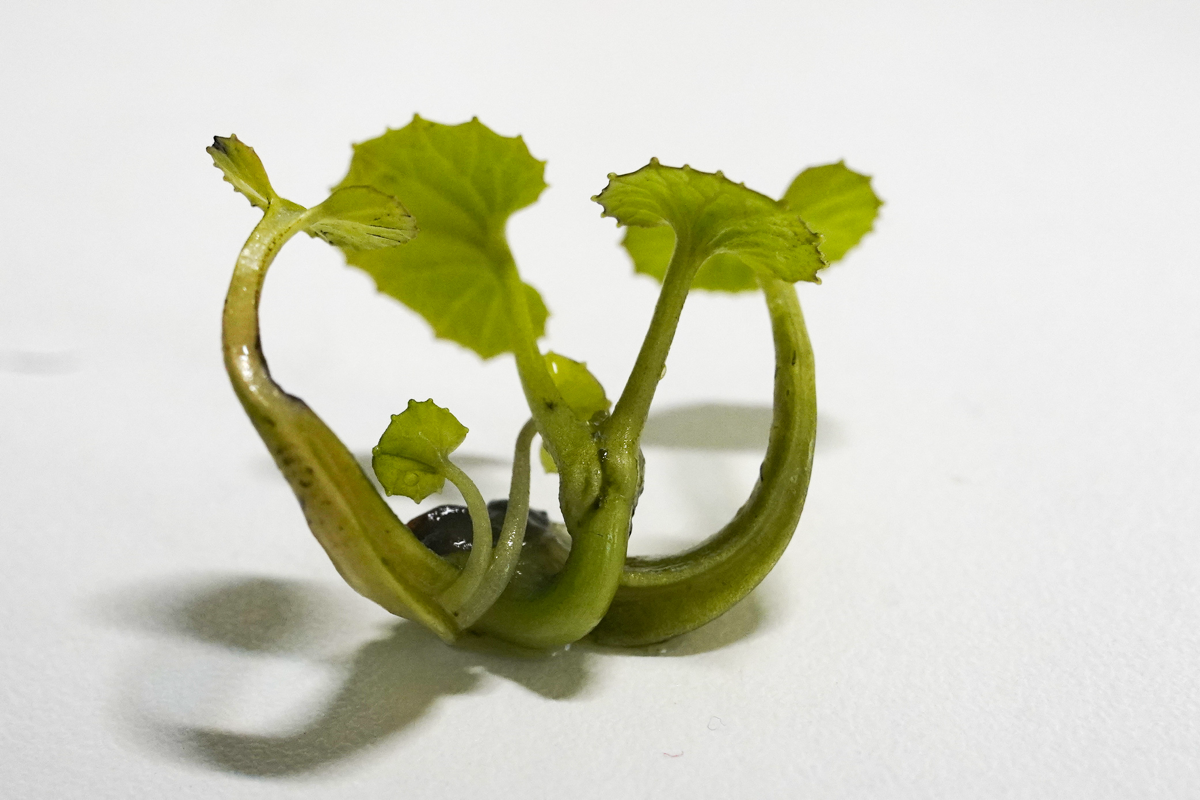 Микроклонирование. Эксперимент #7 | Сетка — социальная сеть от hh.ru