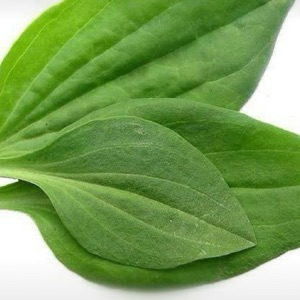 лидер мнений среди удобрений