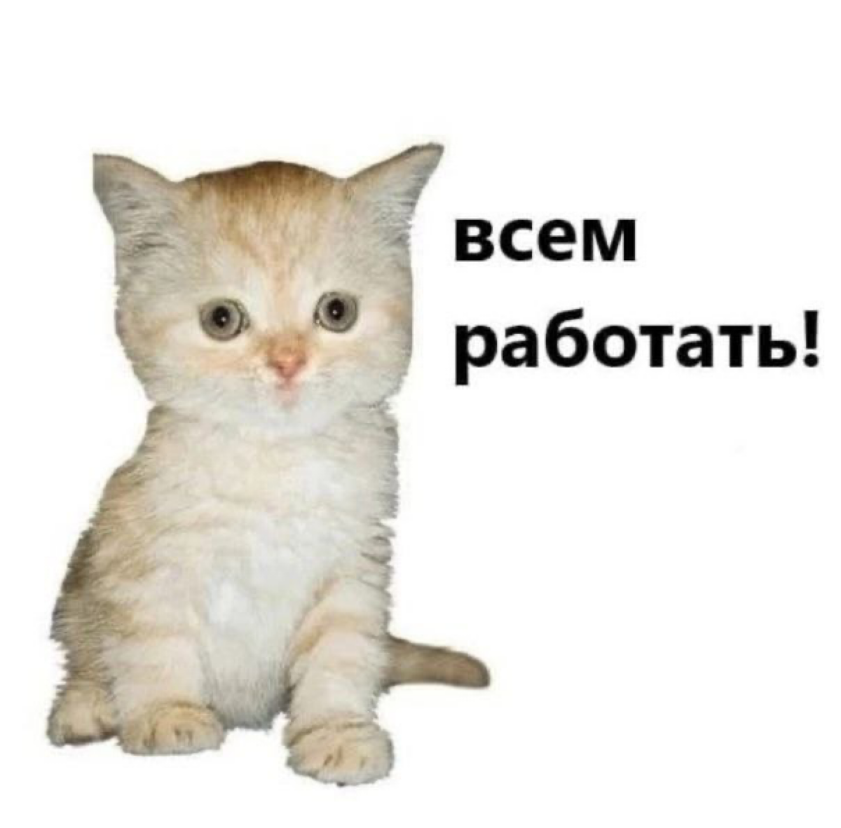 Сетка — социальная сеть от hh.ru