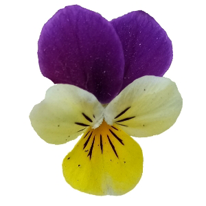 Эльвира Голыдьбина | Сетка — социальная сеть от hh.ru