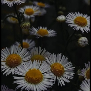 Семён Данилов