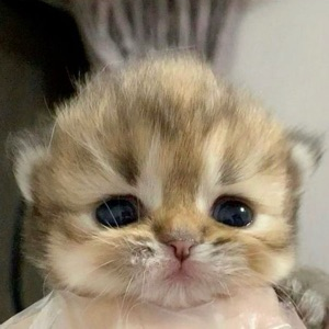 Максим Fuljer | Сетка — социальная сеть от hh.ru