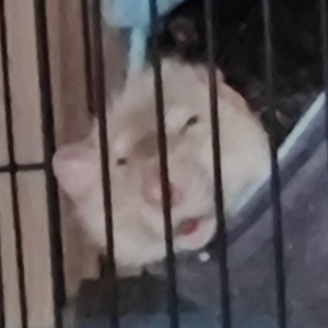 Андрей Резванцев | Сетка — социальная сеть от hh.ru