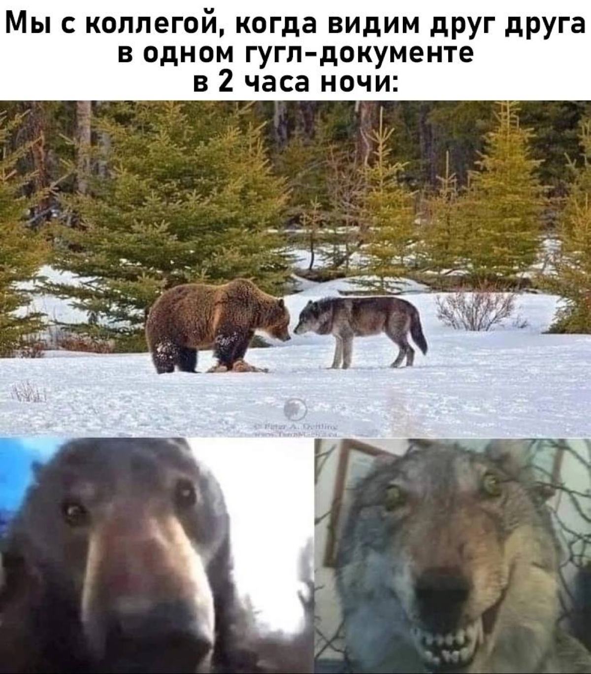 Неопознанный опоссум и креветка | Сетка — социальная сеть от hh.ru