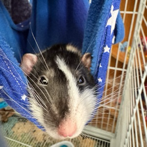 Никита Куров | Сетка — социальная сеть от hh.ru