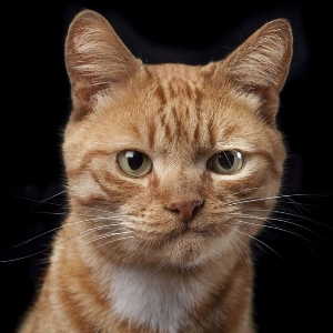 Сергей Кирпичев | Сетка — социальная сеть от hh.ru