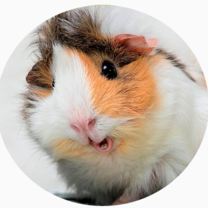 Елена Наседкина | Сетка — социальная сеть от hh.ru