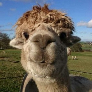 Александр Фомин