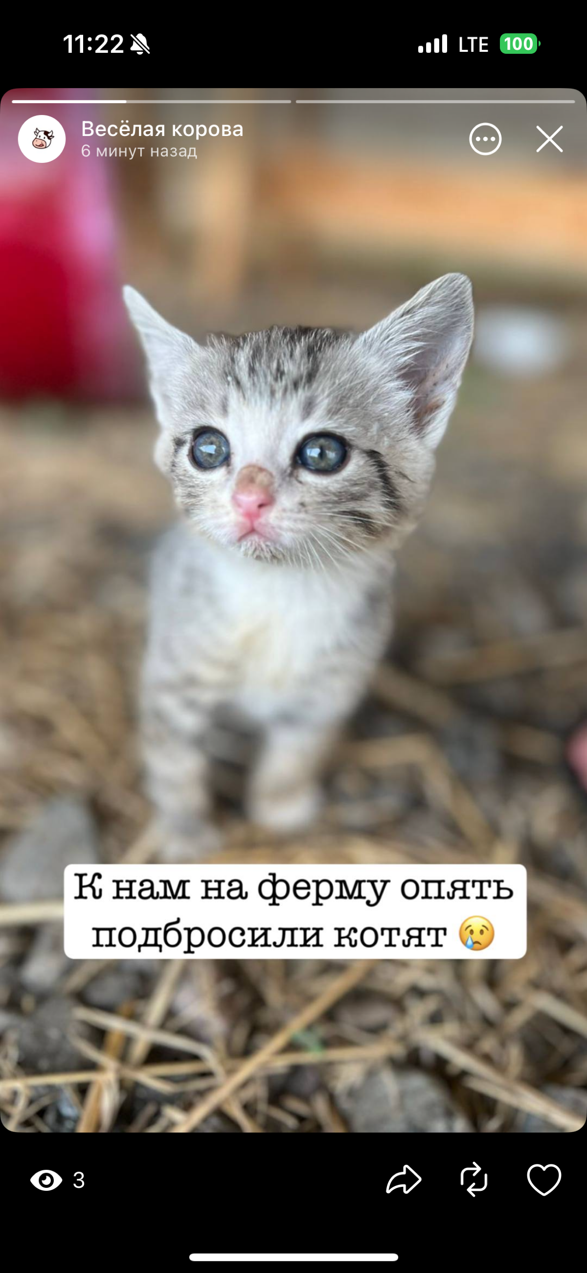 😿 Котята ищут дом | Сетка — социальная сеть от hh.ru