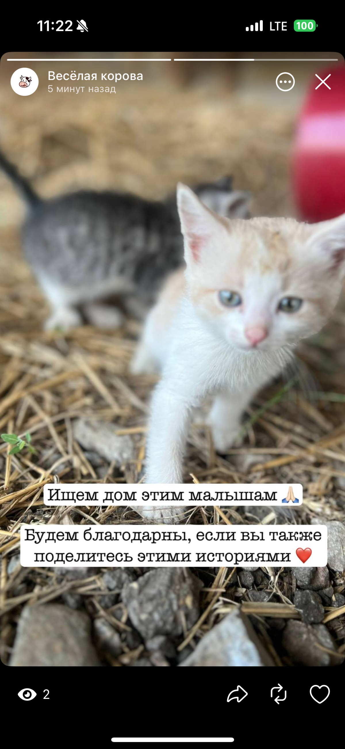😿 Котята ищут дом | Сетка — социальная сеть от hh.ru