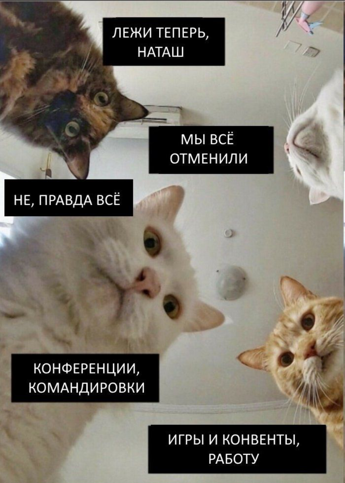 Пятница, как же без мемов про котиков и Наташу😃
Настроение - отменить всё и начать выходные пораньше | Сетка — социальная сеть от hh.ru