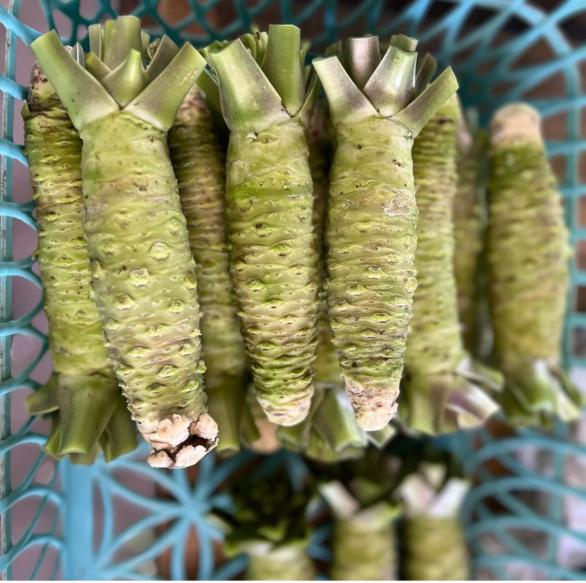 Заметка про васаби | Сетка — социальная сеть от hh.ru