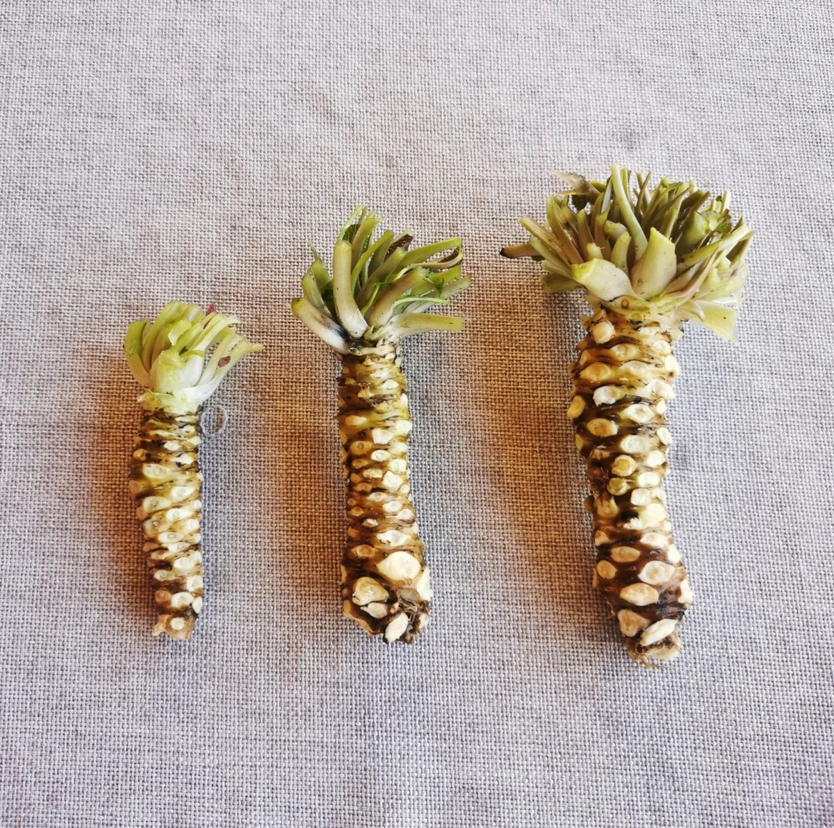 Заметка про васаби | Сетка — социальная сеть от hh.ru