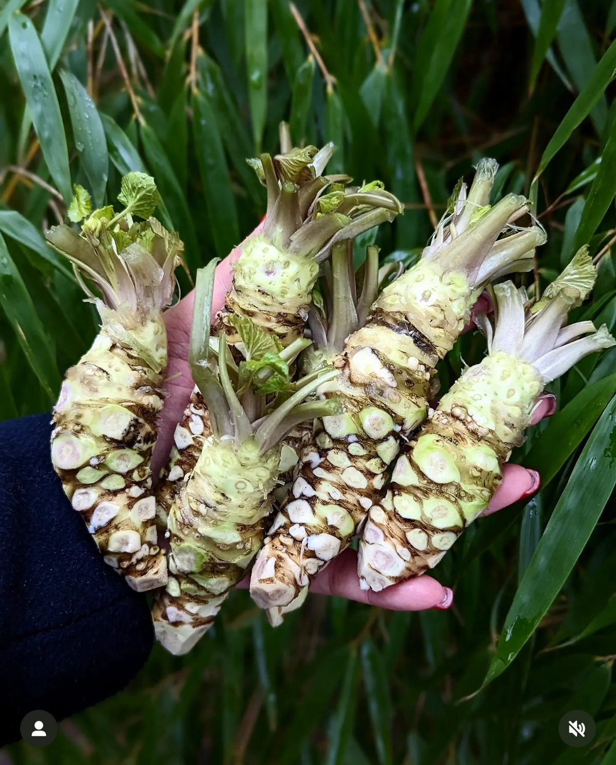 Заметка про васаби | Сетка — социальная сеть от hh.ru