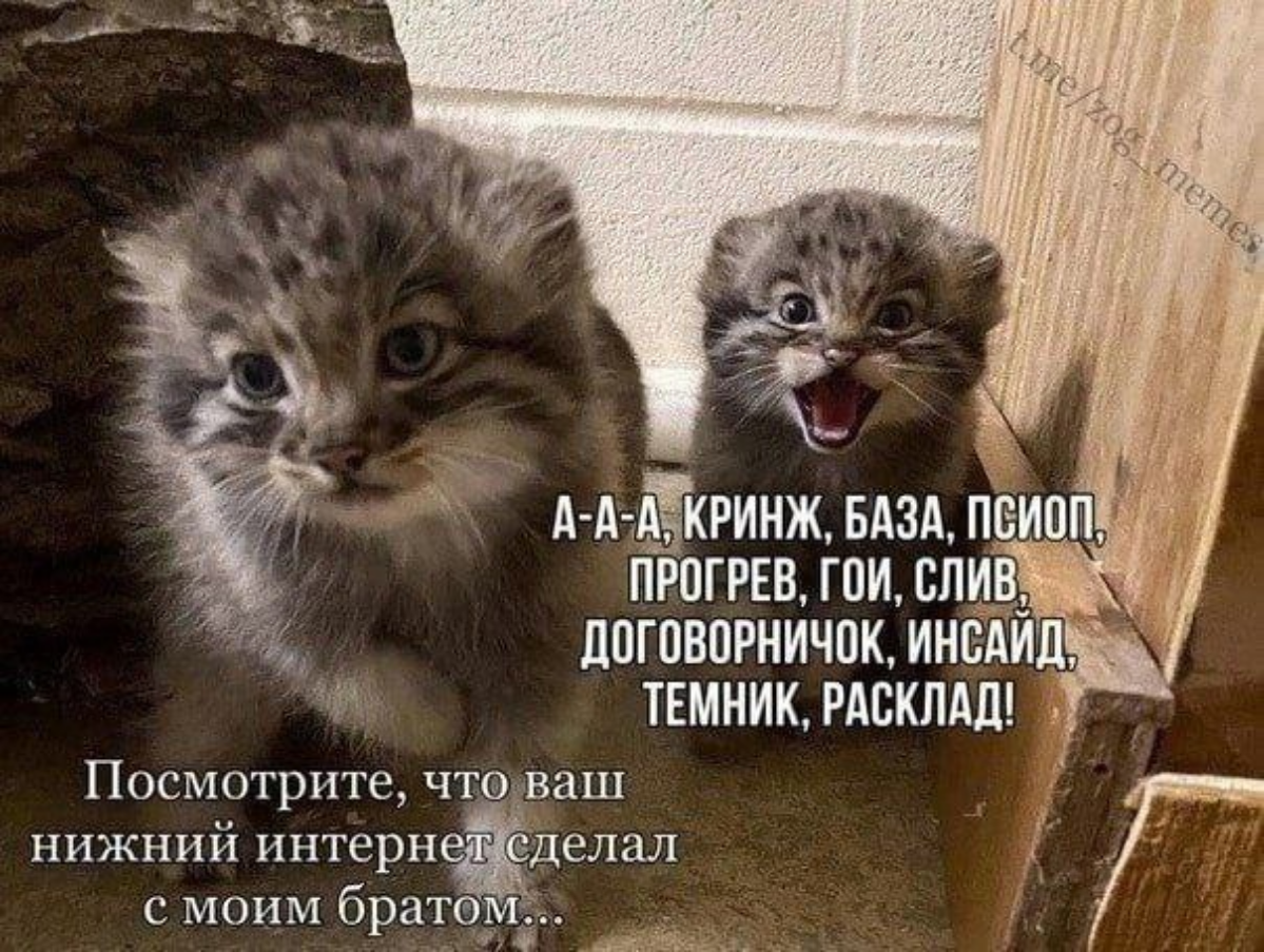 Программисты позволяют себе слишком много | Сетка — социальная сеть от hh.ru