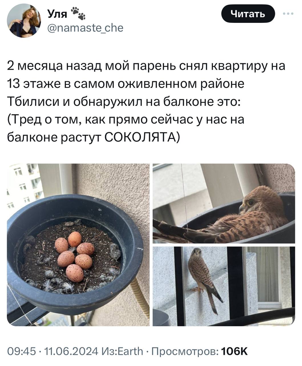 У девушки на балконе выросли соколята. Она написала тред о том, с чего это все начиналось и чем закончилось.
Молодая пара 1.5 месяца отслеживала, как развиваются птенцы | Сетка — социальная сеть от hh.ru