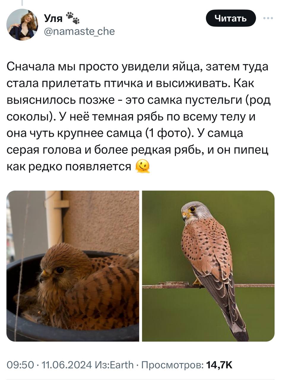 У девушки на балконе выросли соколята. Она написала тред о том, с чего это все начиналось и чем закончилось.
Молодая пара 1.5 месяца отслеживала, как развиваются птенцы | Сетка — социальная сеть от hh.ru