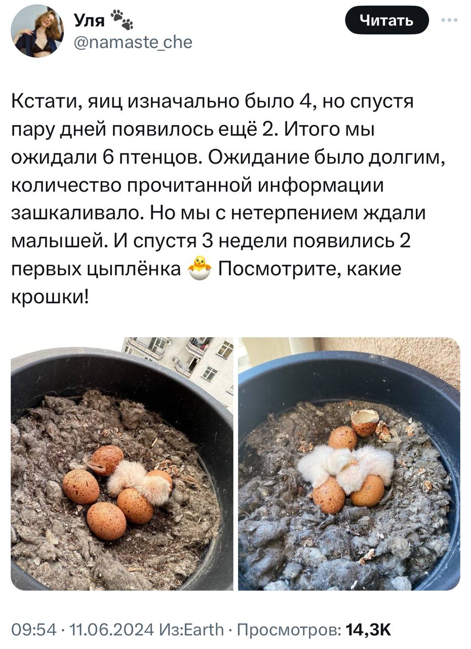 У девушки на балконе выросли соколята. Она написала тред о том, с чего это все начиналось и чем закончилось.
Молодая пара 1.5 месяца отслеживала, как развиваются птенцы | Сетка — социальная сеть от hh.ru