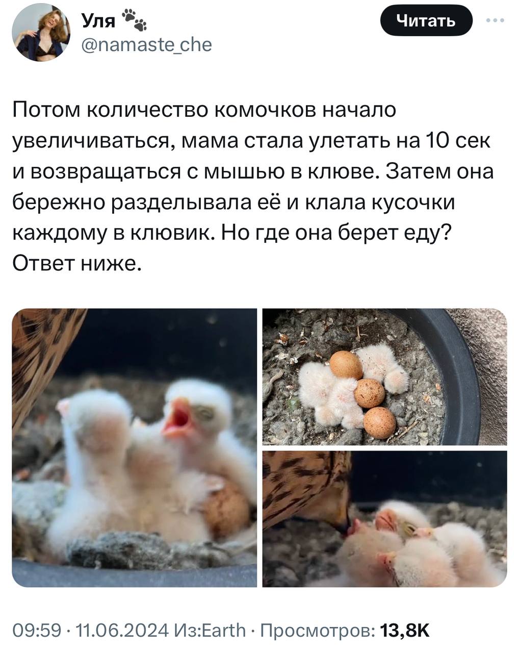 У девушки на балконе выросли соколята. Она написала тред о том, с чего это все начиналось и чем закончилось.
Молодая пара 1.5 месяца отслеживала, как развиваются птенцы | Сетка — социальная сеть от hh.ru