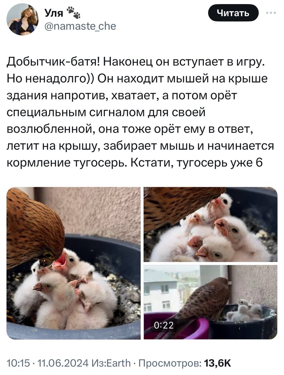 У девушки на балконе выросли соколята. Она написала тред о том, с чего это все начиналось и чем закончилось.
Молодая пара 1.5 месяца отслеживала, как развиваются птенцы | Сетка — социальная сеть от hh.ru