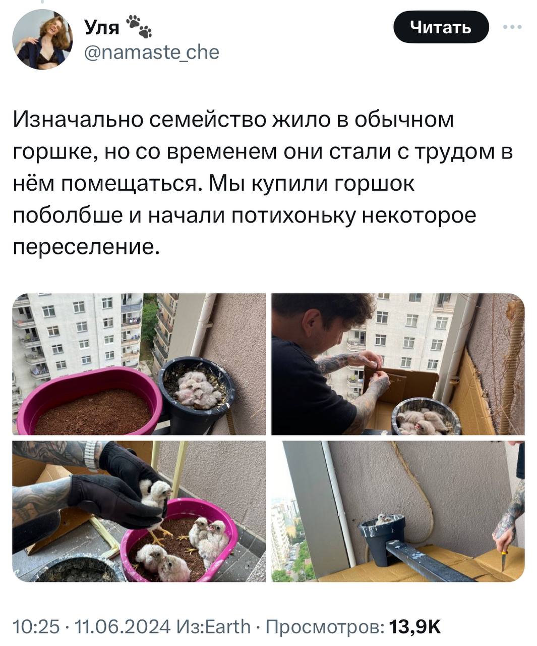 У девушки на балконе выросли соколята. Она написала тред о том, с чего это все начиналось и чем закончилось.
Молодая пара 1.5 месяца отслеживала, как развиваются птенцы | Сетка — социальная сеть от hh.ru