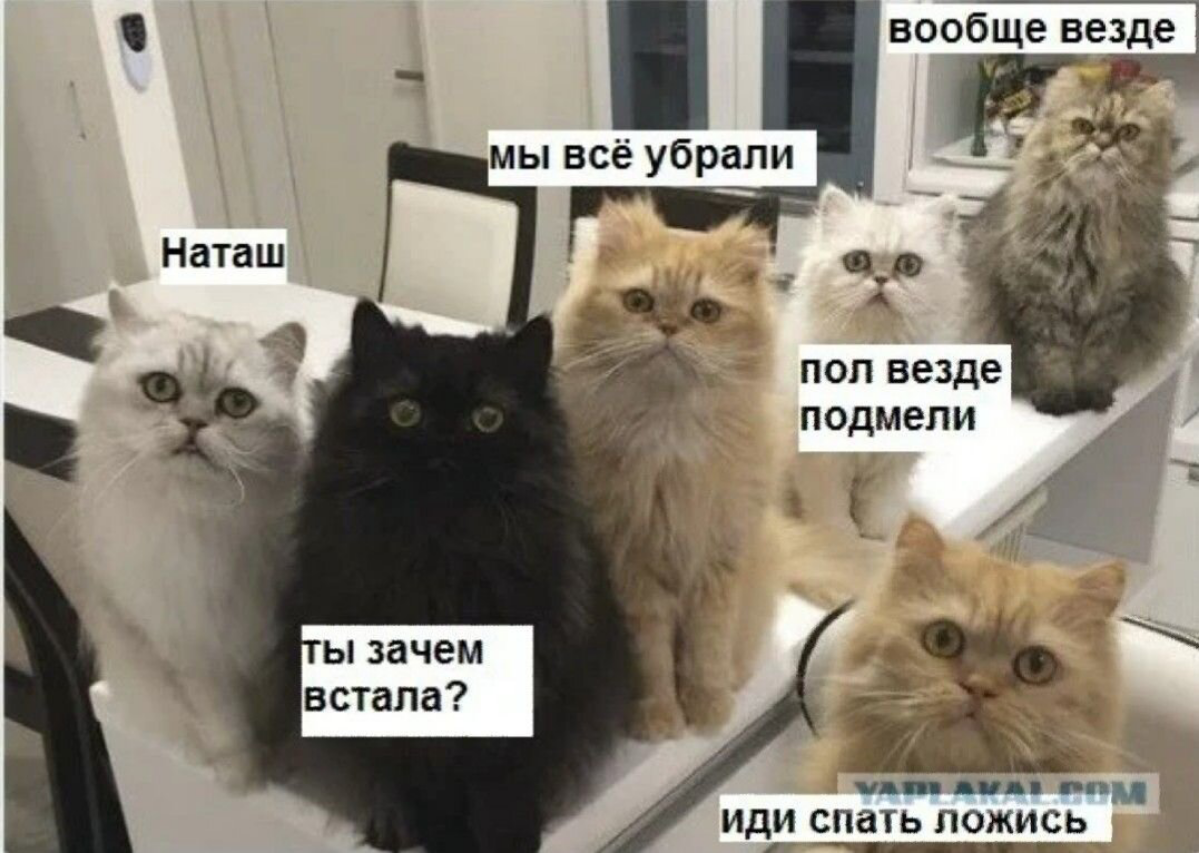 Пятниччный мем с котиками - желаю всем  коллег, с которыми работать одно удовольствие 😃 | Сетка — социальная сеть от hh.ru