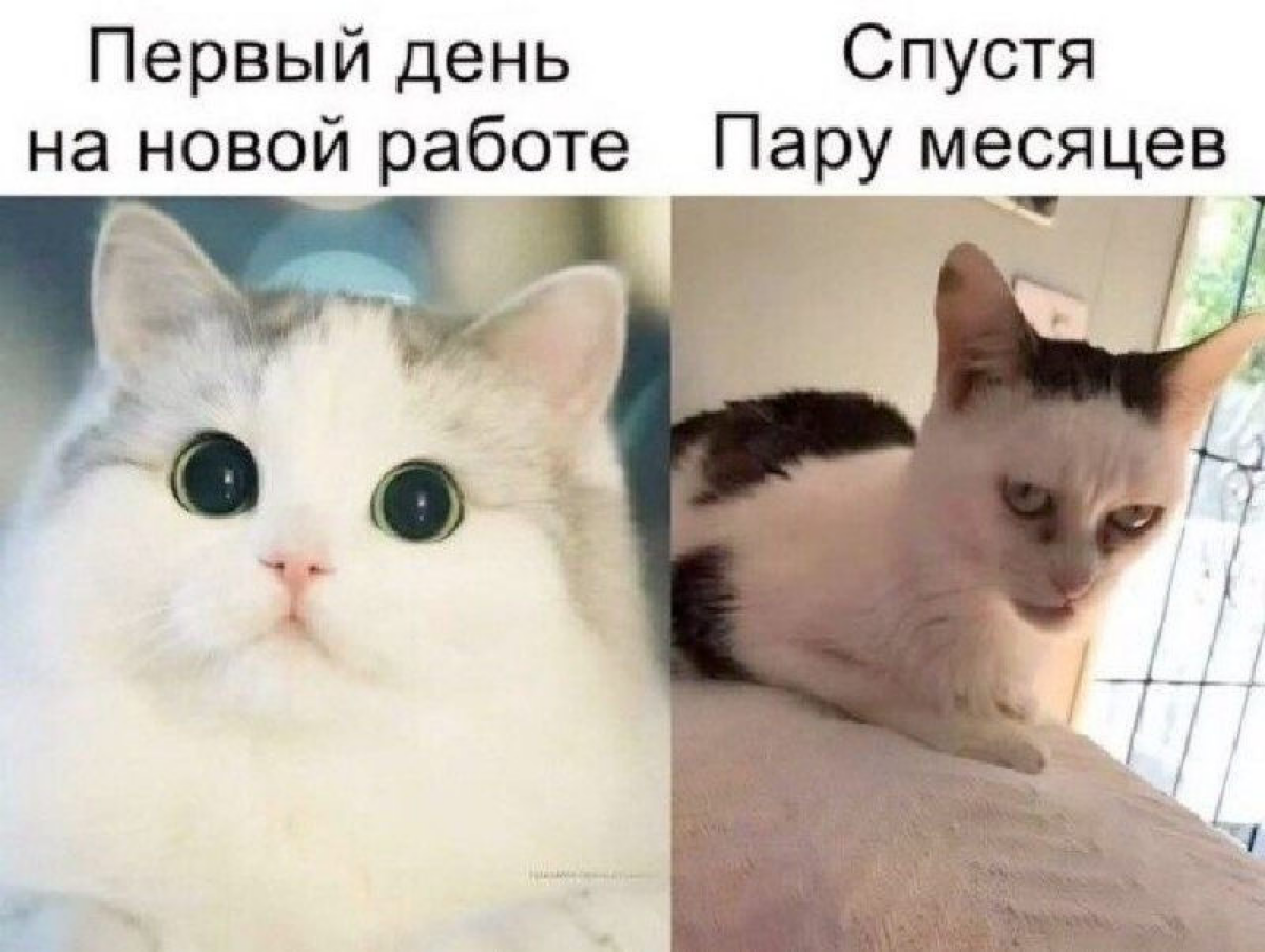 Метаморфозы | Сетка — социальная сеть от hh.ru