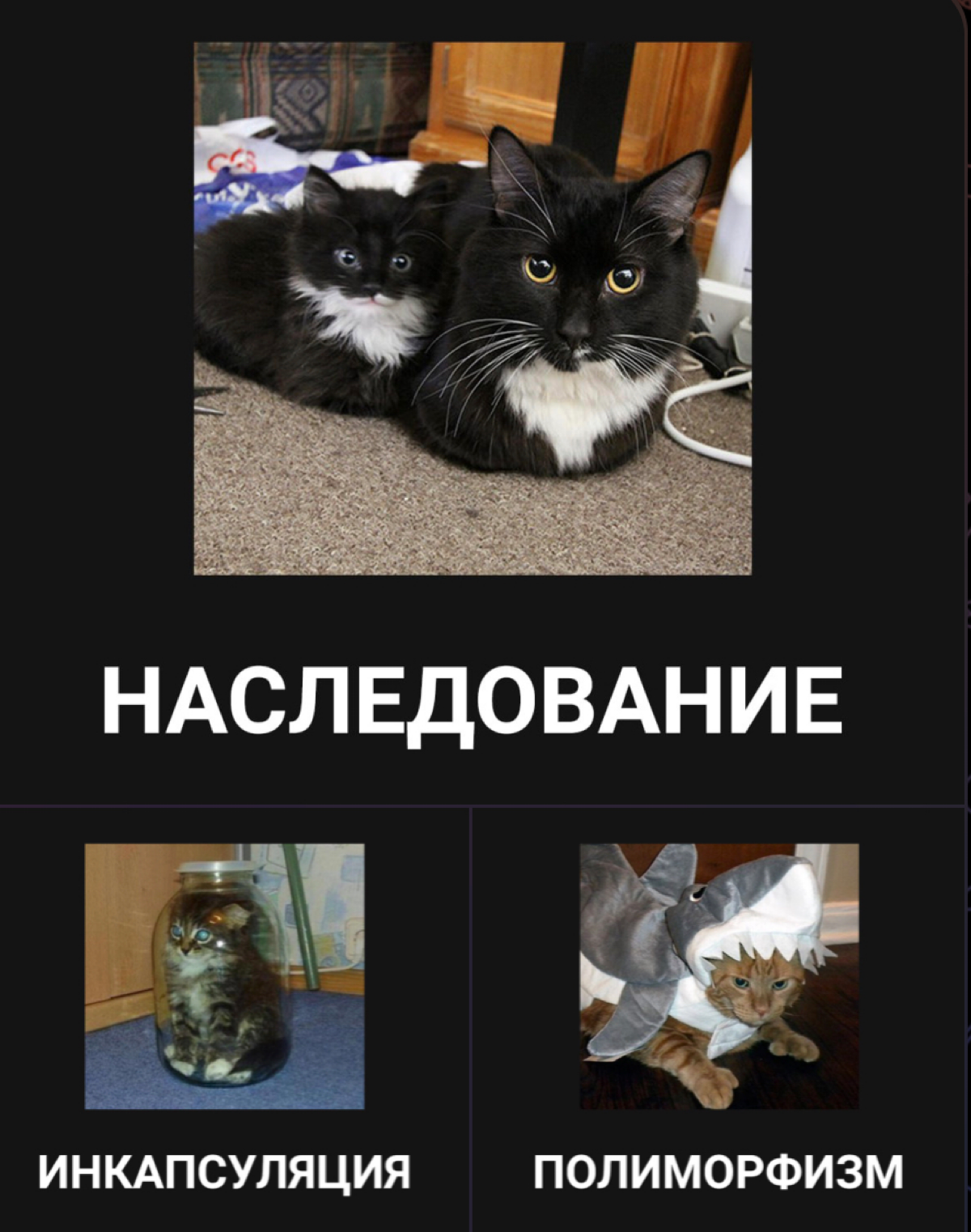 ООП на примере котиков | Сетка — социальная сеть от hh.ru