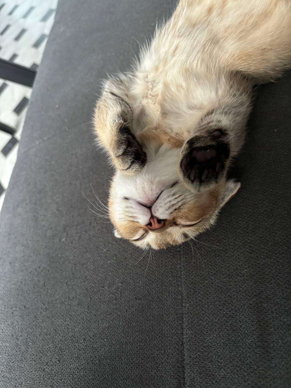 У нас лапки…
Пока мы с Симбой пытаемся понять, чем же сериал Бриджертоны так покорил умы и сердца женской половины современного человечества, хочу сказать что на нейрографику в воскресенье осталось од... | Сетка — социальная сеть от hh.ru