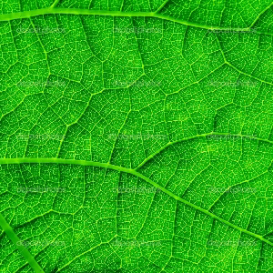 Artyom Shepelev | Сетка — социальная сеть от hh.ru