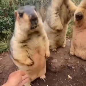 Данил Губорев | Сетка — социальная сеть от hh.ru