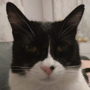 Алексей Петухов | Сетка — социальная сеть от hh.ru