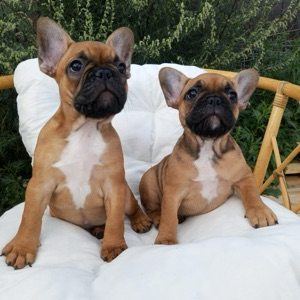 Любители французских булочек