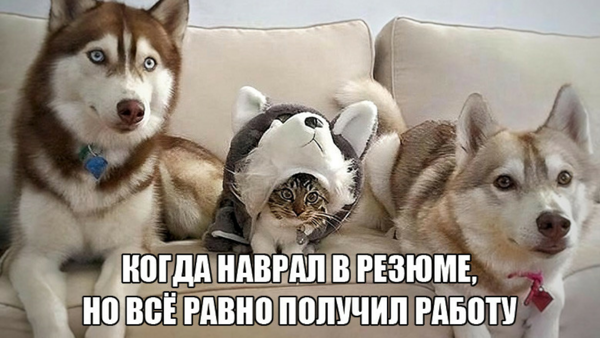 Стоит ли накручивать опыт в резюме с точки зрения теории игр | Сетка — социальная сеть от hh.ru