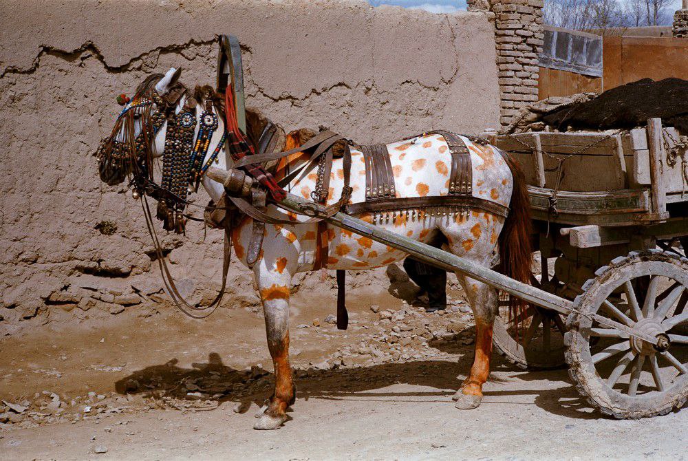 Лошадь, расписанная хной.
Тегеран, Иран.
Фото: Inge Morath, 1956 | Сетка — социальная сеть от hh.ru