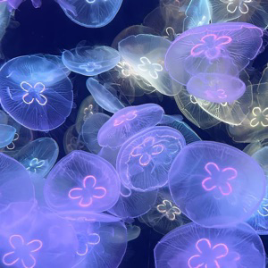 Дмитрий Паньков | Сетка — социальная сеть от hh.ru