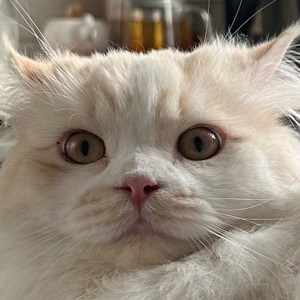 Данила Пикулин