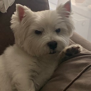 Гав мазафака