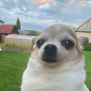 Александр Голиков