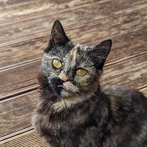 Денис Буляков | Сетка — социальная сеть от hh.ru